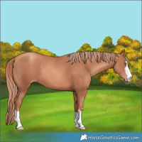 Horse Color:Gold Champagne 