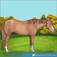 Horse Color:Gold Champagne