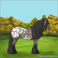 Horse Color:Grullo Appaloosa 
