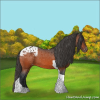 Horse Color:Bay Tobiano Blanket 