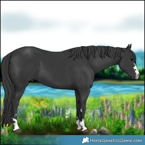 Horse Color:Black 