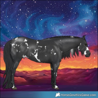 Horse Color:White Spotted Black