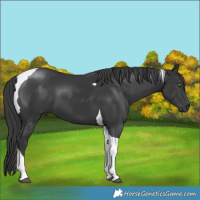 Horse Color:Black Tobiano 