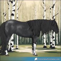 Horse Color:Black Tobiano 