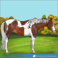 Horse Color:Silver Brown Tobiano
