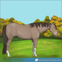 Horse Color:Classic Champagne Tobiano