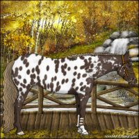 Horse Color:Liver Chestnut Near Leopard 