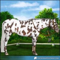 Horse Color:White Spotted Silver Black Near Leopard 