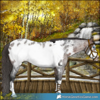Horse Color:Brown Roan Frame Appaloosa
