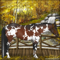 Horse Color:White Spotted Brown 