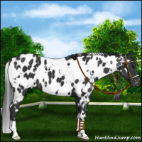 Horse Color:White Spotted Black Appaloosa