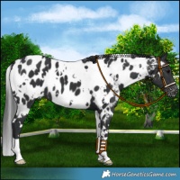 Horse Color:White Spotted Black Near Leopard 