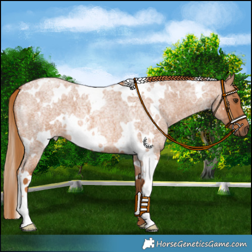 Horse Color:White Spotted Red Roan 