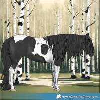 Horse Color:Black Tobiano