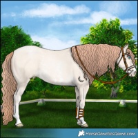 Horse Color:Sable Cream Champagne Pearl Sabino