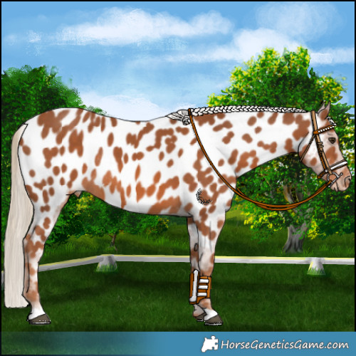 Horse Color:Chestnut Appaloosa Rabicano 