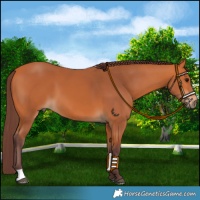 Horse Color:Chocolate Bay 