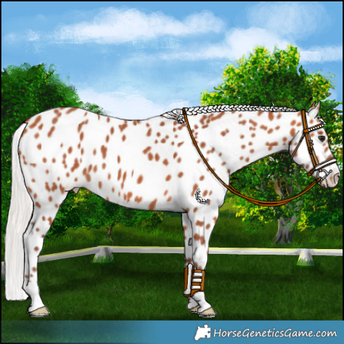 Horse Color:Chocolate Silver Bay Appaloosa 