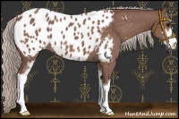 Horse Color:Chocolate Silver Black Sabino Appaloosa 
