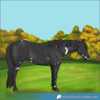 Horse Color:White Spotted Black