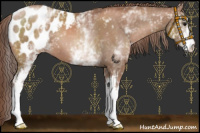 Horse Color:White Spotted Chocolate Black Pearl Appaloosa 
