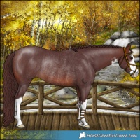 Horse Color:White Spotted Chocolate Brown Rabicano 