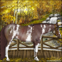 Horse Color:White Spotted Chocolate Brown Rabicano 