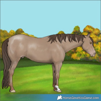Horse Color:Classic Champagne 