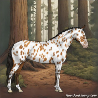 Horse Color:Gray Sable Cream Champagne Sabino Appaloosa 