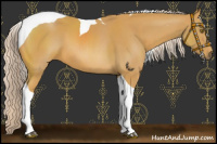 Horse Color:Palomino Tobiano 