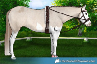 Horse Color:Bay Dun Splash Appaloosa Rabicano 