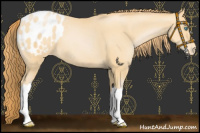 Horse Color:Buckskin Pearl Blanket 
