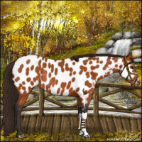 Horse Color:Buckskin Near Leopard Rabicano 