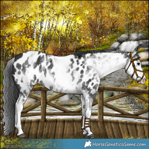 Horse Color:White Spotted Black Appaloosa Rabicano 