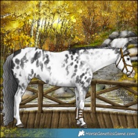 Horse Color:White Spotted Black Appaloosa Rabicano 