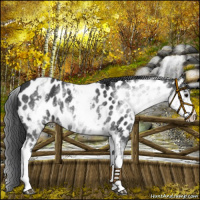 Horse Color:White Spotted Black Appaloosa Rabicano