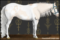 Horse Color:Silver Amber Champagne Dun Tobiano Frame Appaloosa Rabicano 