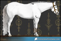 Horse Color:Gray Bay Frame Appaloosa 
