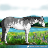 Horse Color:White Spotted Black Sabino