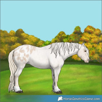 Horse Color:Red Roan Mushroom Appaloosa 