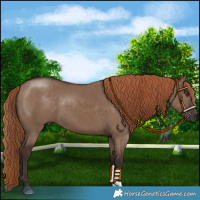 Horse Color:Liver Red Dun 