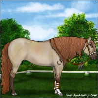 Horse Color:Liver Red Dun