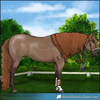 Horse Color:Liver Red Dun 