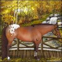 Horse Color:Chocolate Bay Appaloosa 
