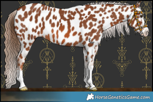 Horse Color:Chestnut Appaloosa 