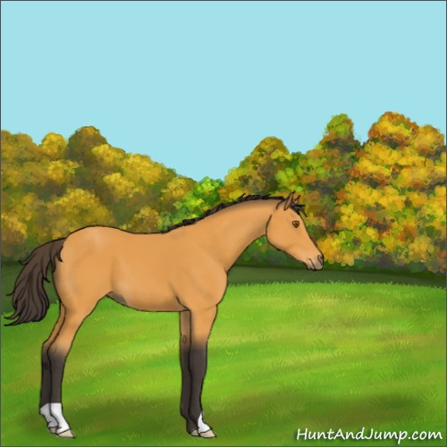 Horse Color:Buckskin 