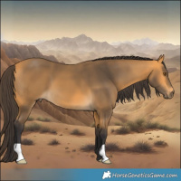Horse Color:Buckskin 