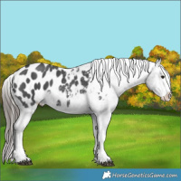 Horse Color:Black Sabino Splash Blanket