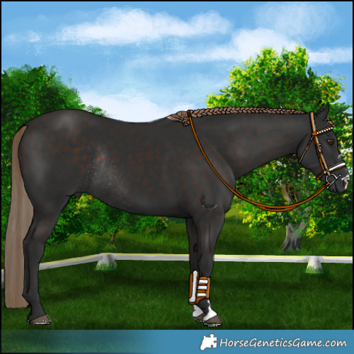 Horse Color:Liver Chestnut Rabicano 