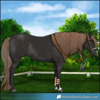 Horse Color:Liver Chestnut Rabicano 